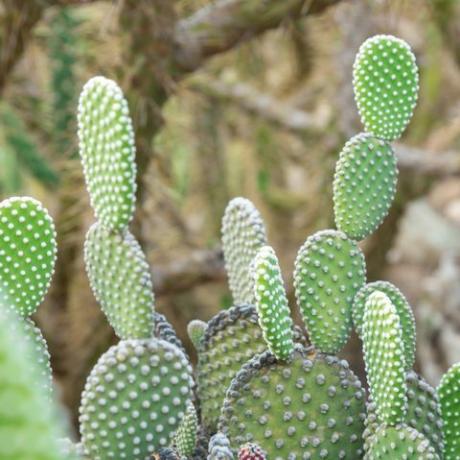 opuntia microdasys albida kaktus kaktuspuutarhassa, jota kutsutaan myös enkelinsiipiksi, pupun korvakaktukseksi, pupupunakaktukseksi tai pilkunkaktukseksi