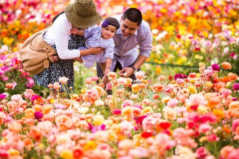 kalifornia kukkakenttä 50 acres vieraile Carlsbadissa