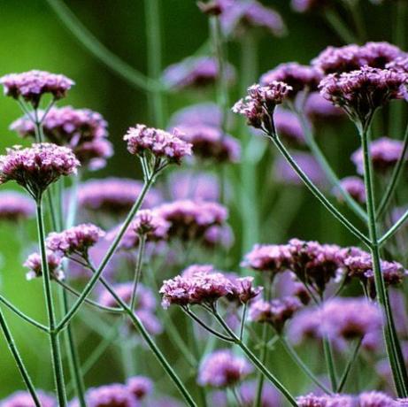 jamjar-kukkasuunnittelu Lontoon portista, rhs Chelsea -kukkaesitys