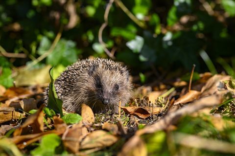 nuori siili erinaceus europaeus puutarhassa kuivan lehtien välissä aurinkoisena syksyn päivänä