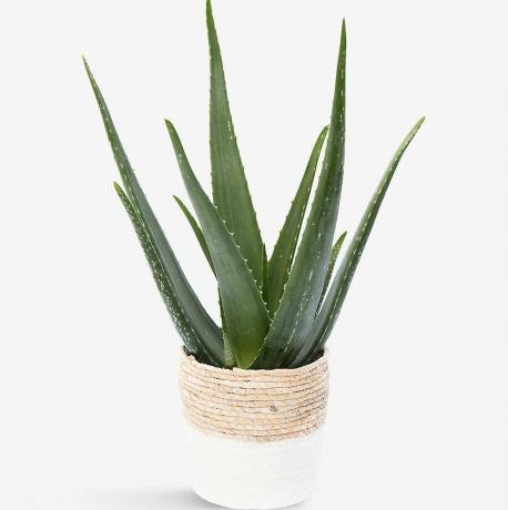 Aloe Vera -kasvi ja olkikori