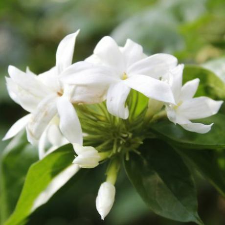 puutarhakeidas, valkoinen trachelospermum jasminoides kukkii puutarhassa, lähikuva