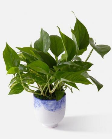 pothos kasvi