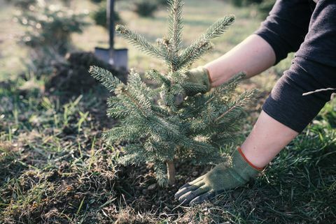 Työntekijä istuttaa nuoren puun puutarhaan. Pieni istutus joulukuusi. Picea pungens ja Abies nordmanniana. Kuusi ja kuusi.