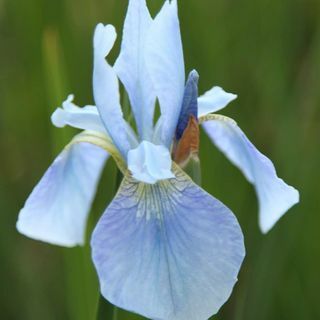 Iris " Perry's Blue"