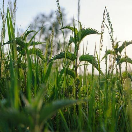nokkoskasvi pellolla vihreällä luonnollisella taustalla pehmeällä bokeh-valitulla tarkennuskuvalla