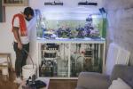 Kotiakvaario: Akvaario on pohjimmiltaan elävää taidetta kotiisi – näin voit pitää sellaisen