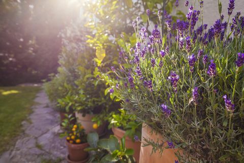 Ruukkukasvit talon edessä, laventeli