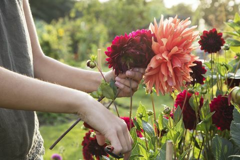 Lähikuva nainen leikkaamalla dahlia-kukkia jakamalla.