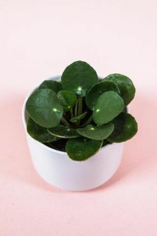 Pilea Peperomioides, 2 tuuman potti