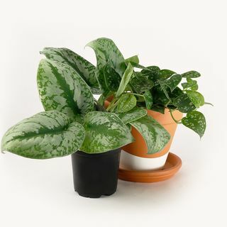 Satiini Pothos