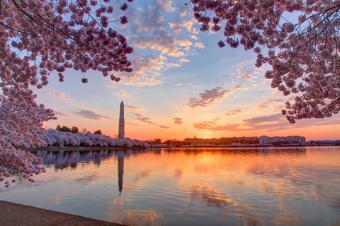 Kirsikkapuita ja kaupunkikuvaa auringonnousun aikana, Washington DC, Columbia, USA