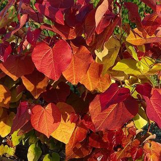 Cercis " ikuinen liekki" Juudaspuu