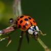 Aasian lady kovakuoriaiset ovat leppäkerttujen huono versio - Näin pääset eroon niistä