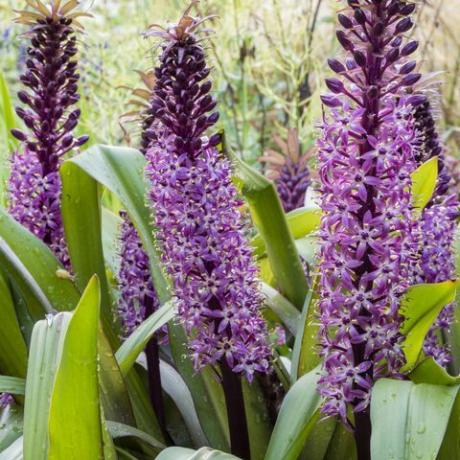 lähikuva sarakkeet syvän violeteista varreista ja magenta kukista pitkien paksujen lehtien joukossa keskittyen etualalla koristeheinät hämärtyneenä taustalla aka eucomis humilis joys violetti eucomis comosa joys violetti