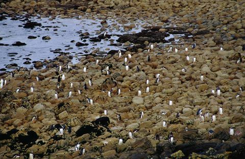 Gentoo-pingviinit (Pygoscelis Papua) Cape Tamarissa.