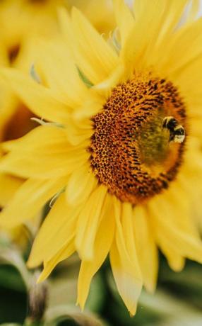 kaunis auringonkukan kenttä Isossa-Britanniassa työntekijä mehiläinen kerää siitepölyä