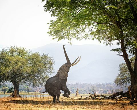 Afrikkalainen norsu Boswell kahdella jalalla Mana Poolsilla, Zimbabwe