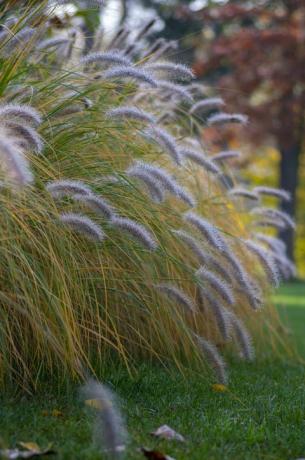 pennisetum alopecuroides hameln viljelty kettuhäntäsuihkulähderuoho kasvaa puistossa, kaunis koristeellinen syksyinen nippu suihkuruohoa