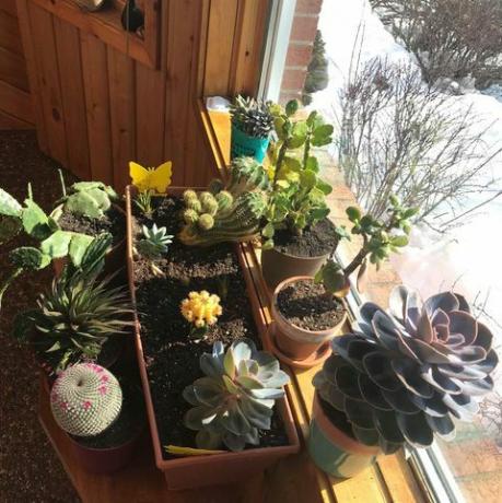 kaktukset ja sukulentit lähellä ikkunaa