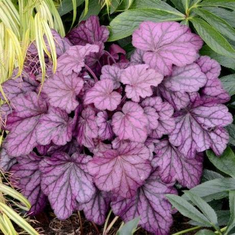 Heuchera Plant - Wild Rose