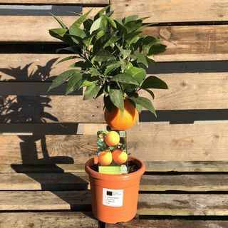 Mini appelsiini sitruspuu
