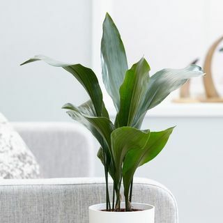 Aspidistra elatior