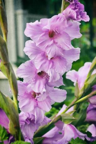 upeat gladioluskukinnot gladiolit näyttävät upeilta missä tahansa kesäpuutarhassa