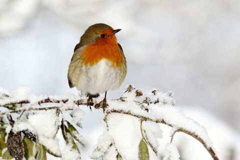 Robin-lintu puun oksalla lumipuutarhassa