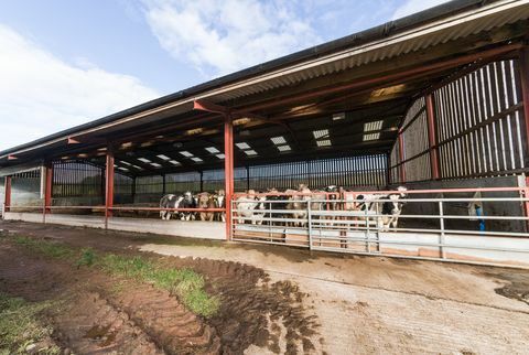 Hesket-maatila - Cumbria - lehmät - hienoimmat ominaisuudet