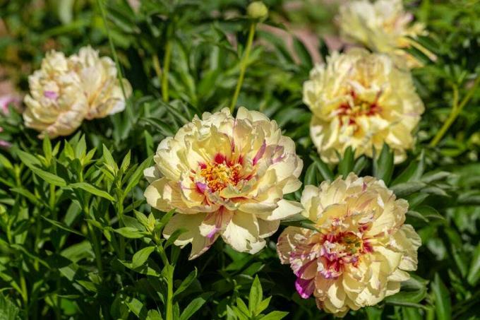 paeonia itoh -hybridit 