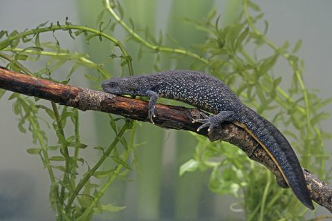 Harivesikoni, Triturus cristatus