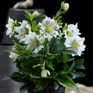 Helleborus orientalis Kasvi Hello Pearl