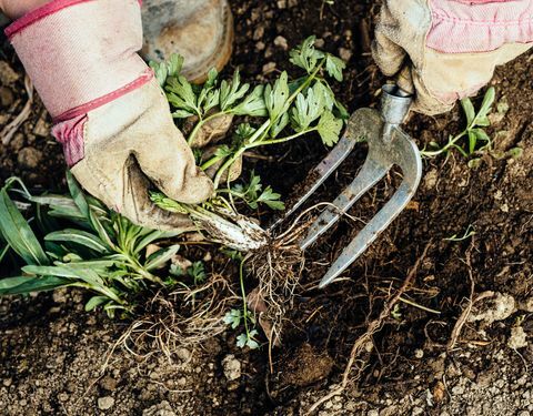 7 nopeaa iltapäivätyötä puutarhasi valmistelemiseksi kevääseen