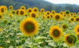 Biltmore Estate's Mile-Long Sunflower Patch on täydessä kukassa