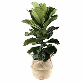 Live Indoor Ficus Lyrata