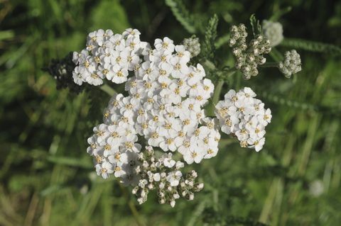 Yarrow (Achillea millefolium) kukka