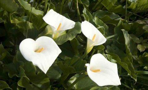 trooppiset-kasveja-Zantedeschia-aethiopica