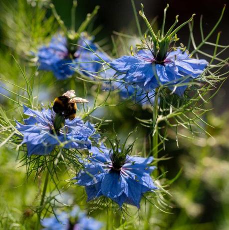 nigella damascena kasvaa englantilaisessa puutarhassa mehiläinen on laskeutunut yhden kukan päälle