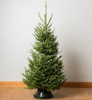 7ft Premium Cut todellinen joulukuusi | Fraser Fir