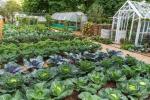 RHS Hampton: Kuinka kasvattaa omaa kaivamatonta puutarhaa
