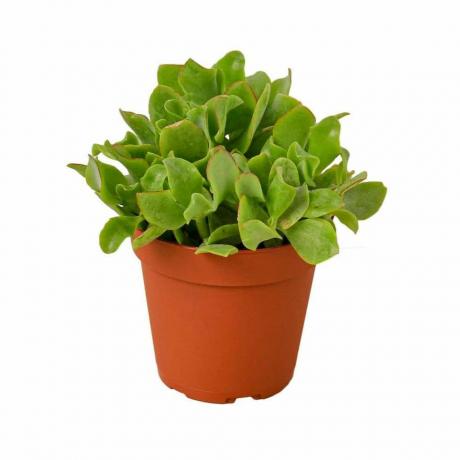 Ripple Jade Plant, 4 tuuman ruukku