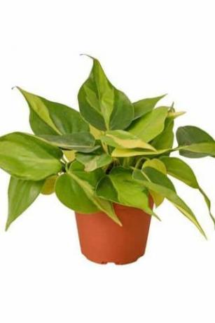 " Brasilian" Philodendron