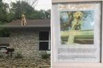 Tämän perheen merkki selittää miksi heidän koiransa rakastavat istumaan katolla