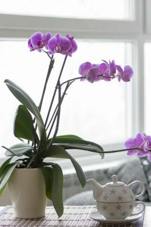 lähikuva tyhjä olohuone violetti orkidea