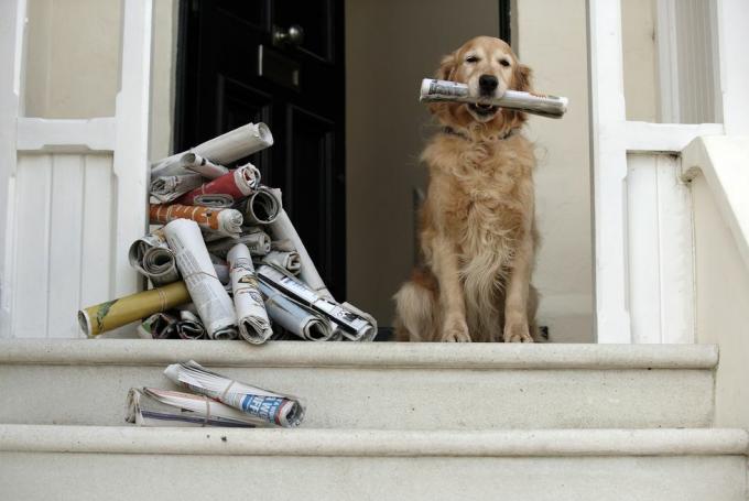 kultainennoutaja koira istuu etuovella piteleen sanomalehti