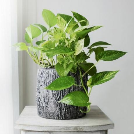 kultainen pothos tai epipremnum aureum makuuhuoneen kodin ja puutarhan ikkunassa