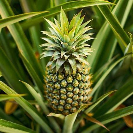 Syötävä ananaskasvi - Ananas comosus