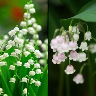 Lily of the Valley -kokoelma