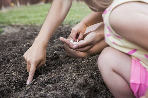 Äiti ja nuori tytär istuttavat siemeniä puutarhaan